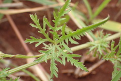 Ipomoea coptica
