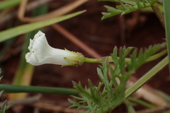 Ipomoea coptica