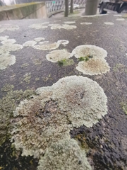 Protoparmeliopsis muralis