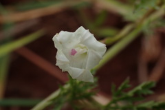 Ipomoea coptica