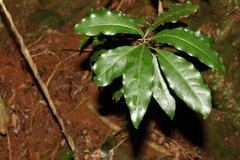 Actephila mooreana