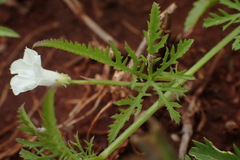 Ipomoea coptica