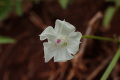 Ipomoea coptica