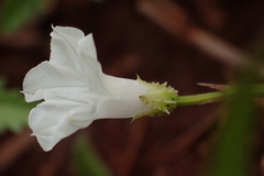 Ipomoea coptica