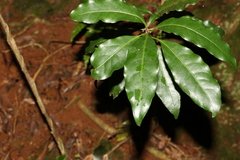 Actephila mooreana