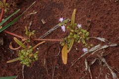 Gisekia pharnaceoides