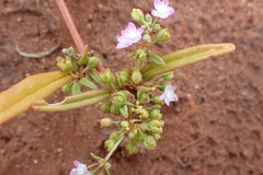 Gisekia pharnaceoides