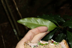 Actephila mooreana