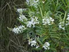 Veronica townsonii