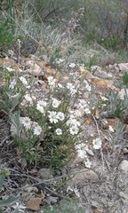 Cerastium arvense strictum