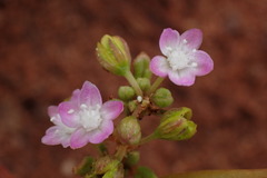 Gisekia pharnaceoides