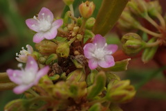 Gisekia pharnaceoides