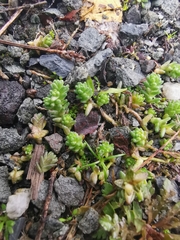 Sedum acre