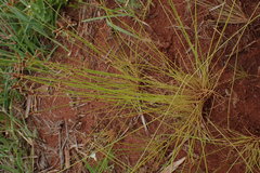 Bulbostylis hispidula pyriformis