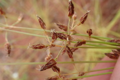 Bulbostylis hispidula pyriformis