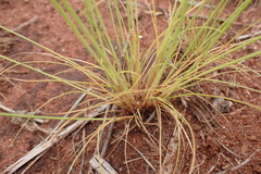 Bulbostylis hispidula pyriformis