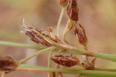 Bulbostylis hispidula pyriformis