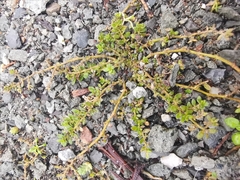 Herniaria glabra
