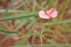 Indigofera filipes