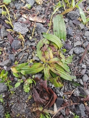 Plantago lanceolata