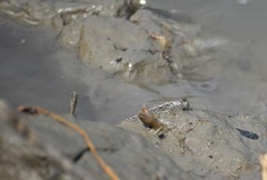 Periophthalmus novemradiatus