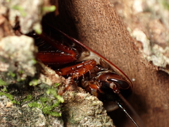 Periplaneta australasiae