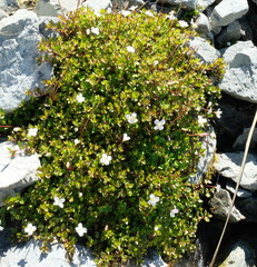 Epilobium macropus
