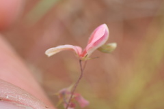 Indigofera filipes