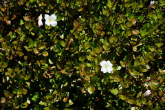 Epilobium macropus