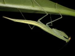 Sinomantis denticulata