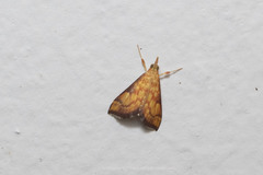 Pyrausta ignealis