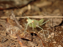 Sinomantis denticulata