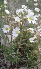 Cerastium arvense strictum