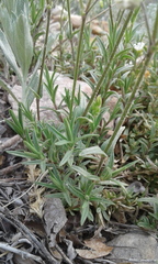 Cerastium arvense strictum