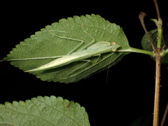 Sinomantis denticulata