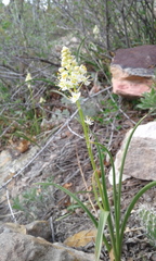 Toxicoscordion venenosum