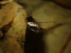 Limnogonus fossarum