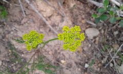 Harbouria trachypleura
