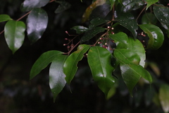 Syzygium crebrinerve