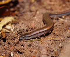 Highlands Forest-Skink photo 3