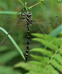 Austroaeschna pinheyi