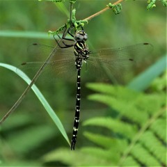 Austroaeschna pinheyi