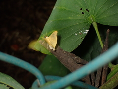 Krananda falcata