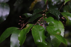 Syzygium crebrinerve