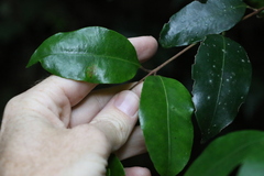 Syzygium crebrinerve
