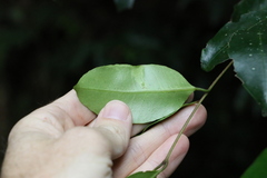 Syzygium crebrinerve