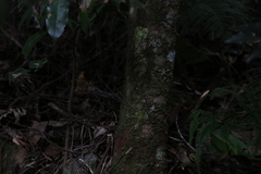 Syzygium crebrinerve