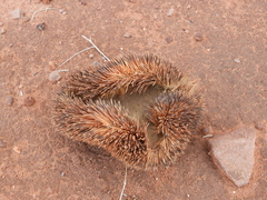 Paraechinus aethiopicus