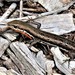 West Coast Morethia Skink - Photo (c) pimelea, some rights reserved (CC BY-NC), uploaded by pimelea