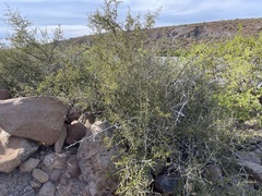 Atamisquea emarginata